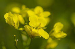 花４