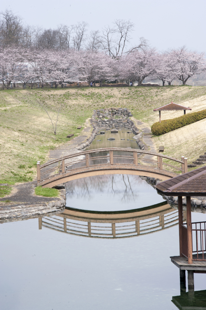 桜２