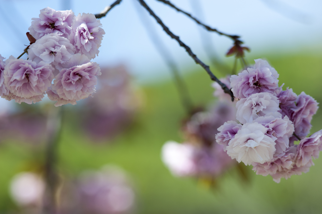 八重桜５