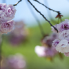 八重桜５