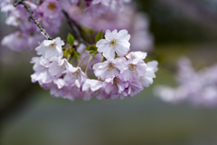 桜１２