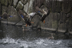 鴨が飛ぶ１