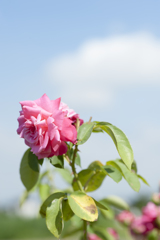 花１