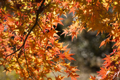 紅葉１０