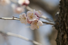花２