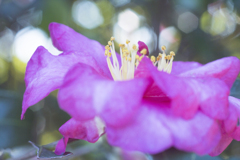 花10