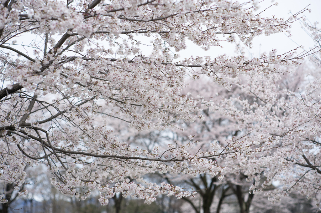 桜１０