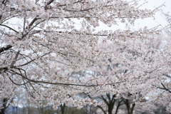 桜１０