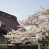 桜１０