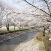 桜４