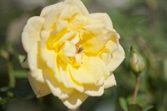 花３１