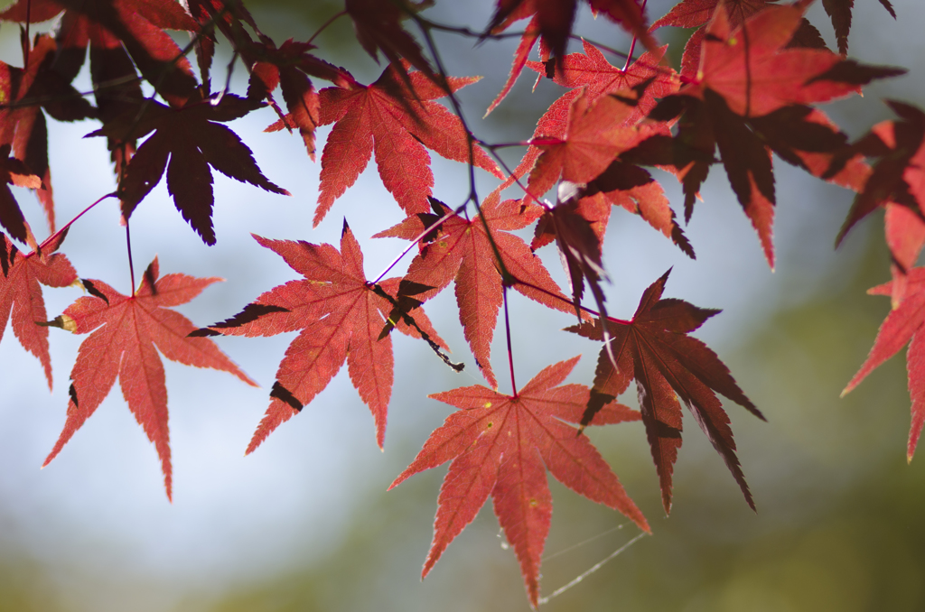 紅葉１９