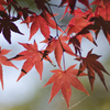 紅葉１９