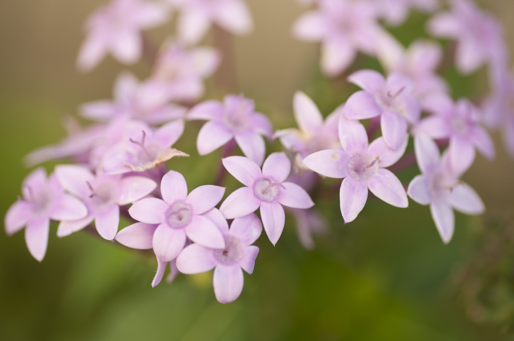 花１