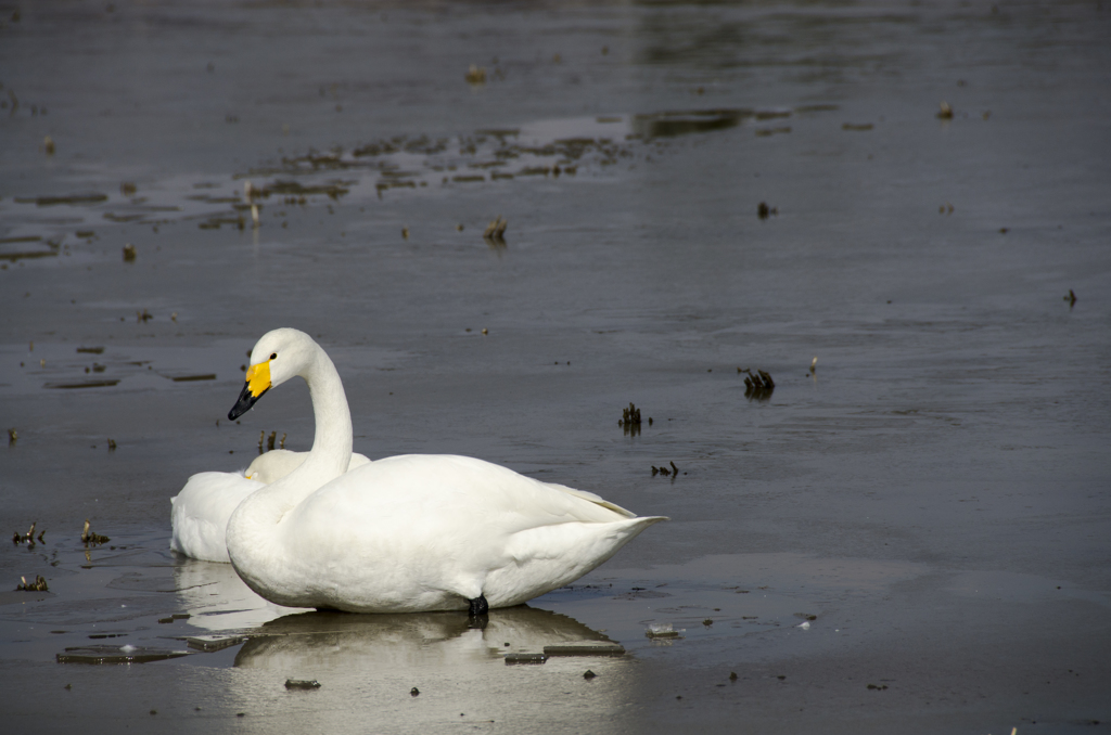 白鳥２