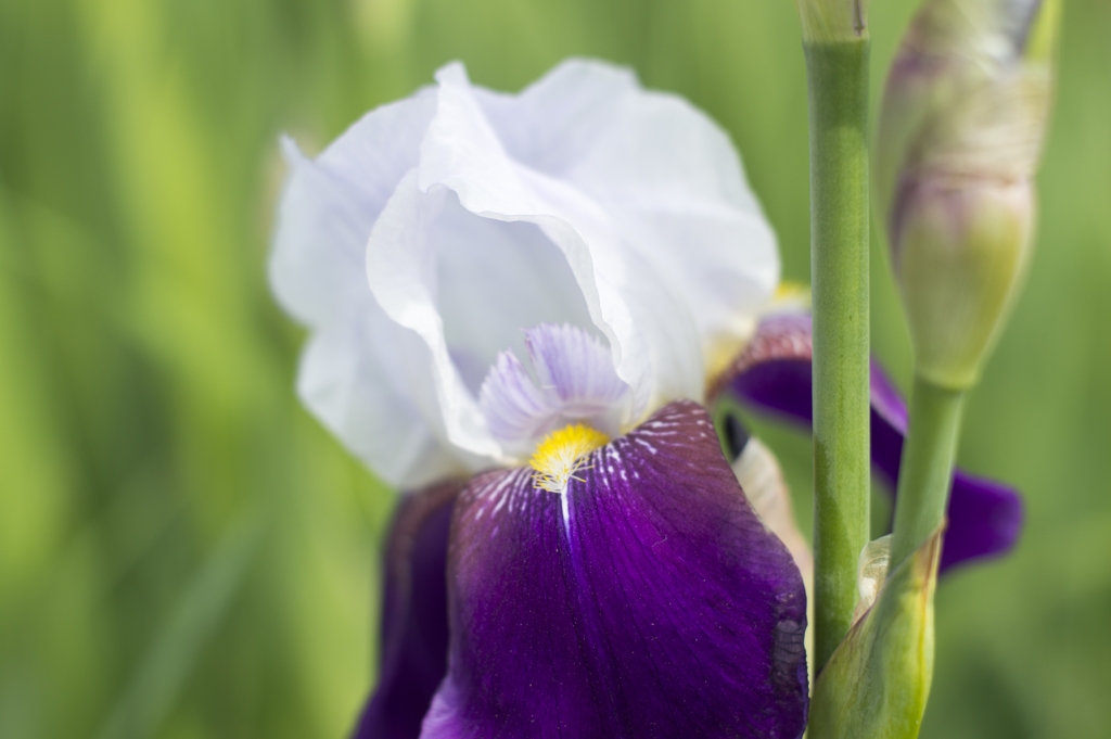 花１