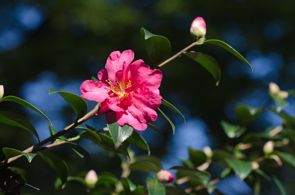 花