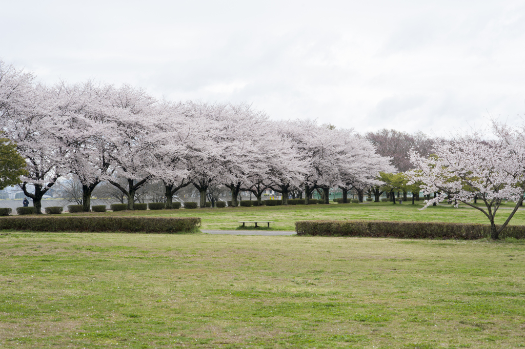 桜１