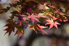 紅葉