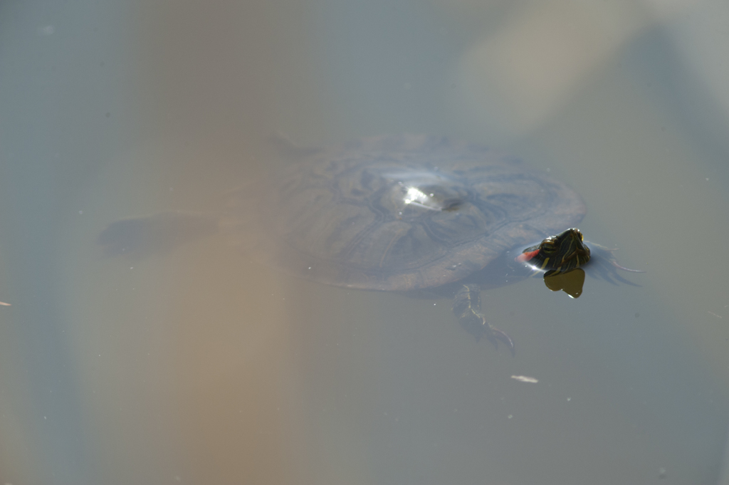 カメ３