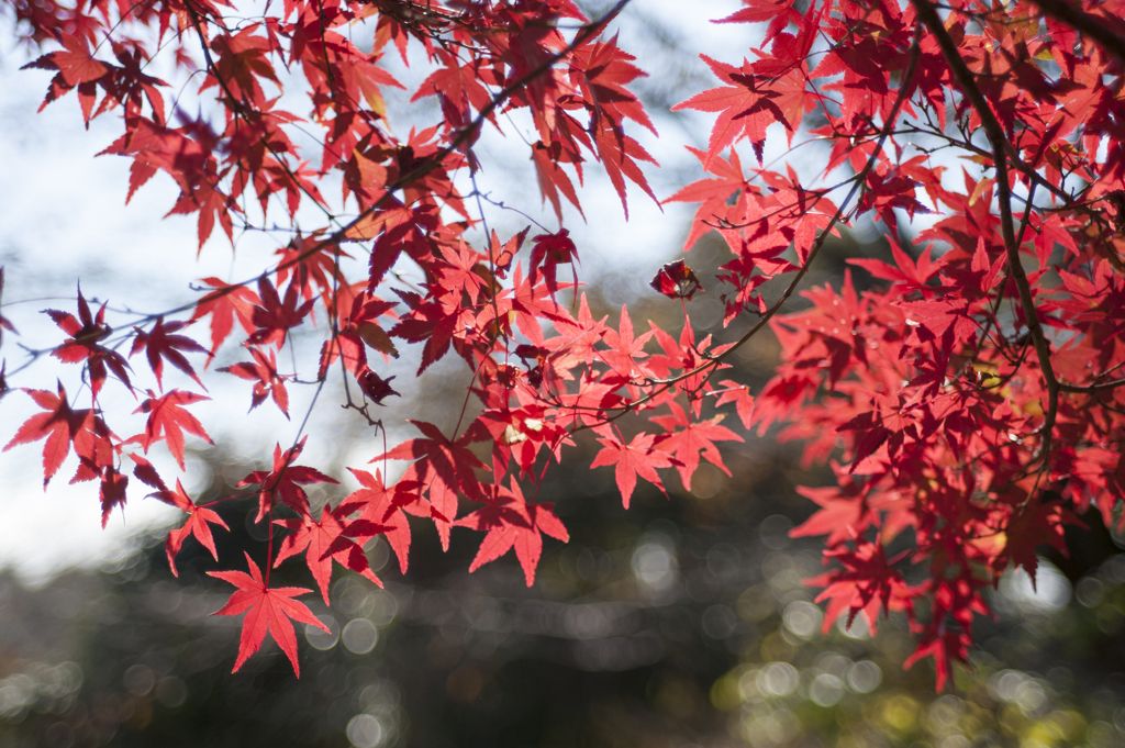 紅葉１１