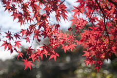 紅葉１１