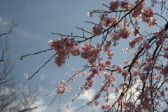 桜１２