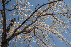 桜２