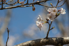 桜１
