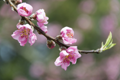 花８