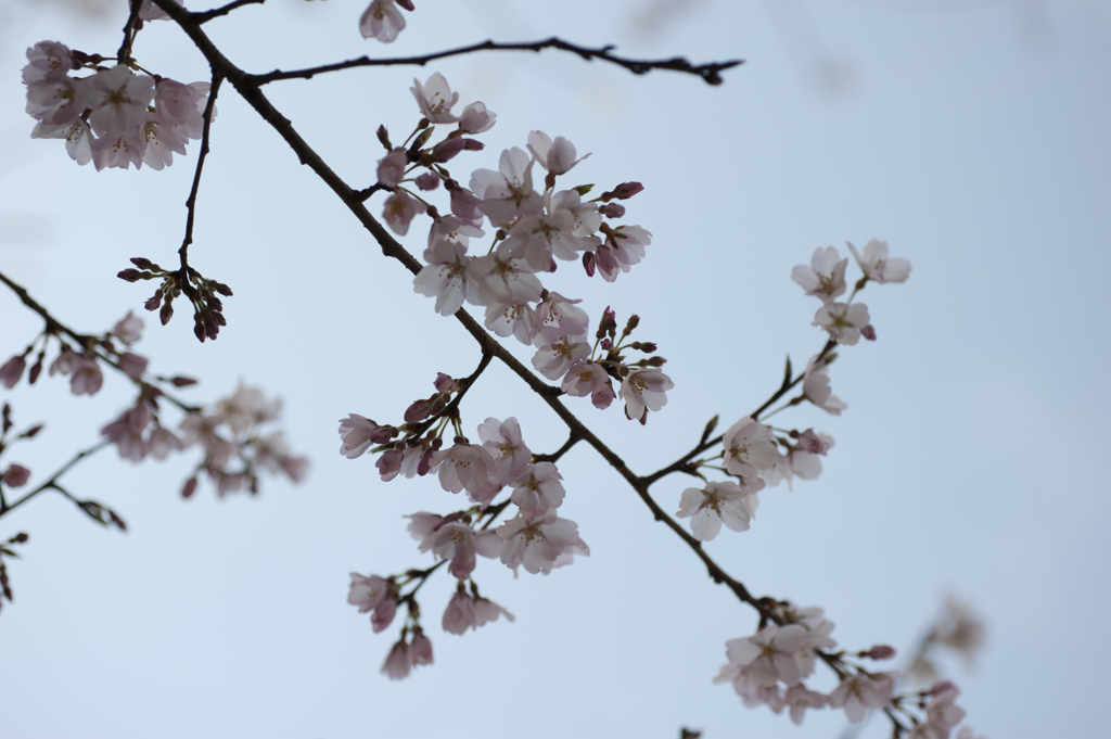 桜３