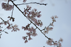 桜３