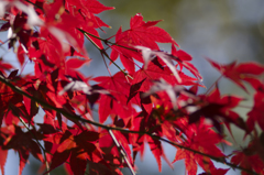 紅葉２５