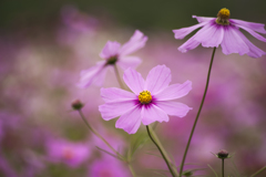 コスモス７