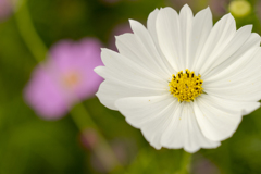 コスモス８