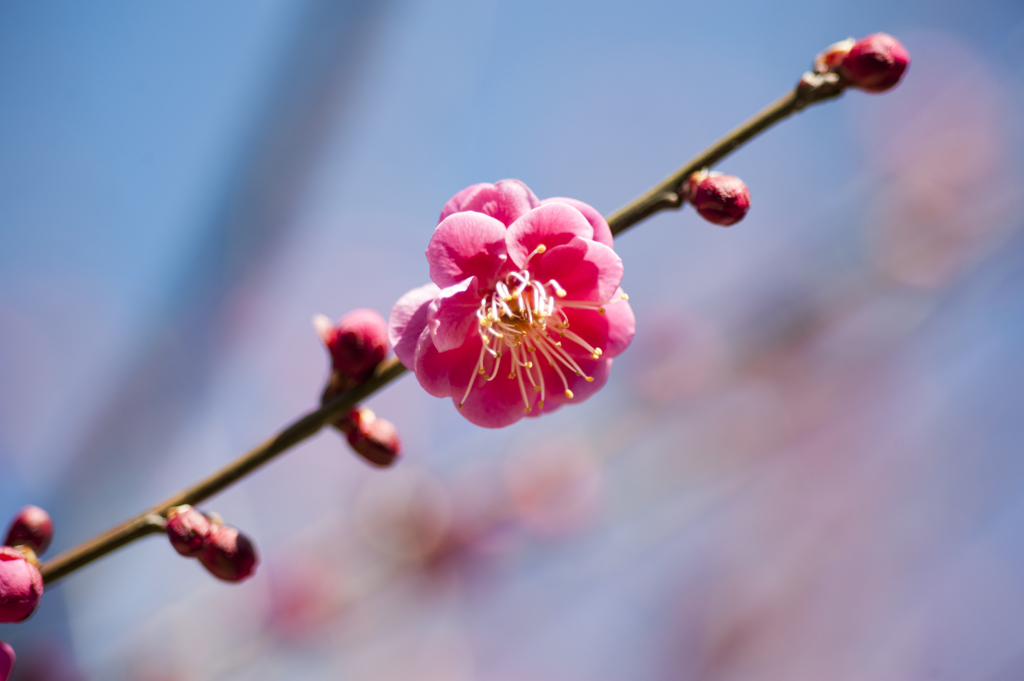 梅７