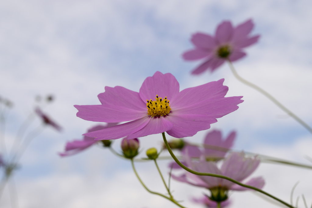 コスモス４