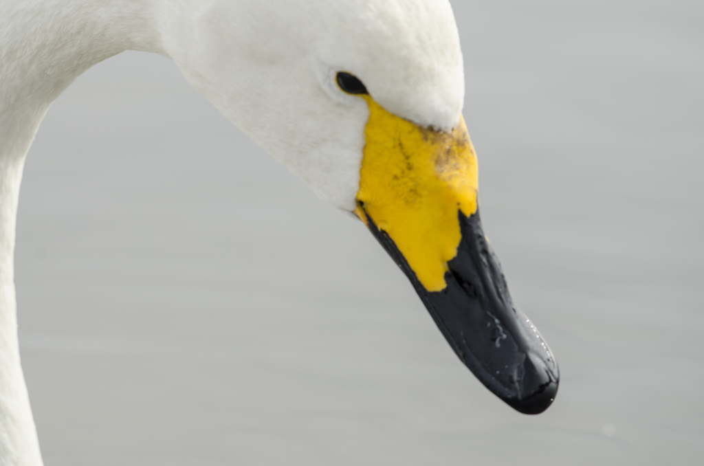 白鳥の顔２