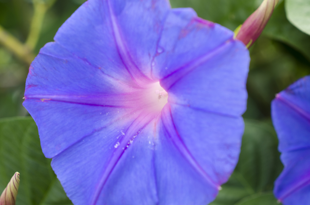 花５