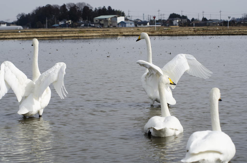 白鳥１