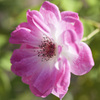 花５