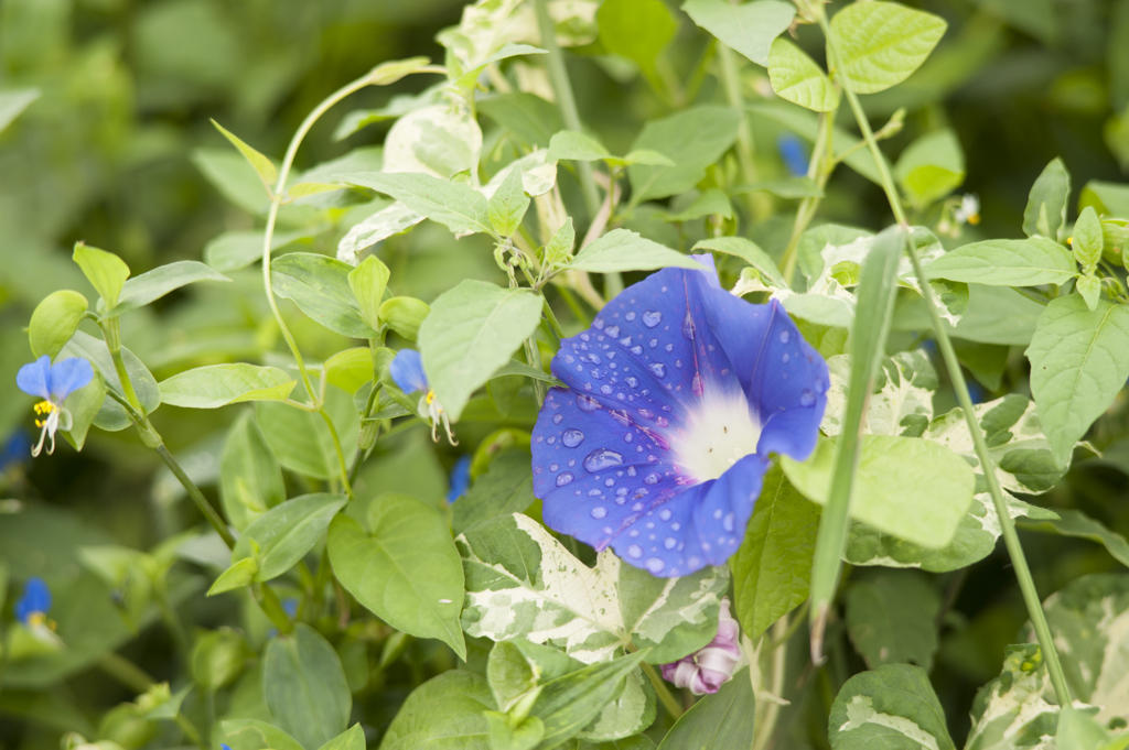 花１
