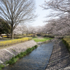 桜３