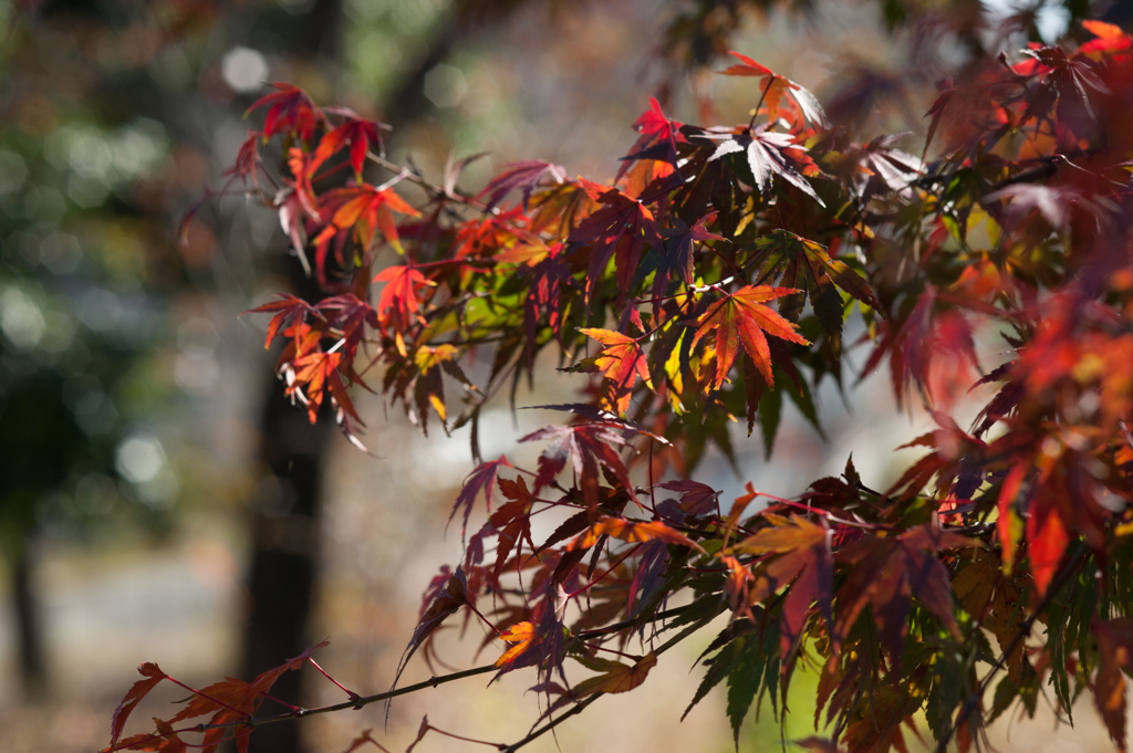 紅葉８
