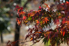 紅葉８