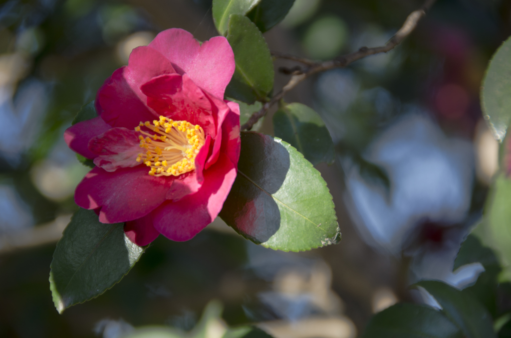 山茶花