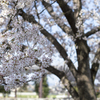 桜３