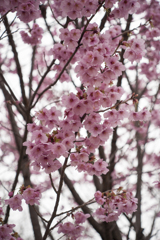 桜３