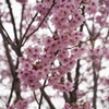 桜３