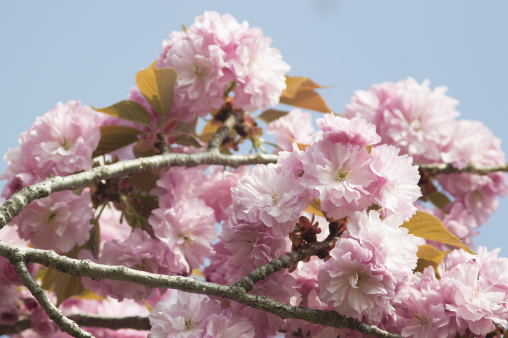 八重桜２